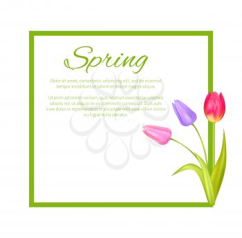 Spring poster with text in frame and colorful bouquet of tulips of pink purple and red color vector illustration of blooming plants isolated on white