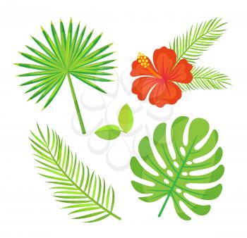 Exotic plants monstera green leaves vector, flower with palm tree branch. Decoration in tropical style. Flourishing flora, greenery and red blooming
