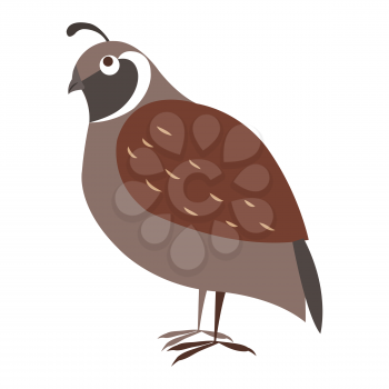 Funny cuty brown california quail vector sticker or icon isolated on white. Wild partridge bird illustration outlined with dotted line for game counters, kids books