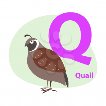 Children ABC with cute animal cartoon vector. English letter Q with funny quail flat illustration isolated on white background. Zoo alphabet with bird and caption for preschool education, kids books