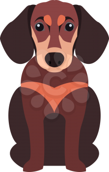 Cute funny dachshund dog sitting flat vector isolated on white background. Lovely purebred cartoon pet illustration for animal friends and companions concepts, pet shop ad