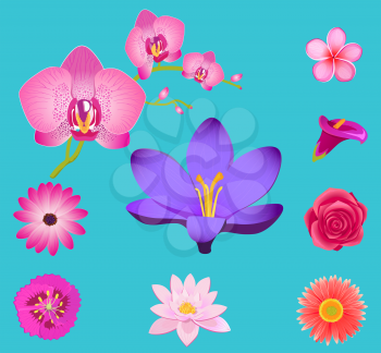 Flowers collection isolated on azure background. Vector poster of colorful blossoms heads set for decorating objects and gifts