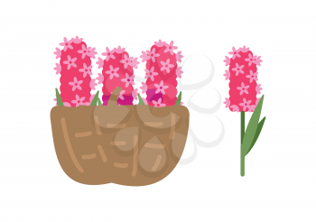 Pretty pink flowers in basket, blooming hyacinth isolated. Vector spring blooming buds, gift on 8 March International womens day, hyacinthus orientalis