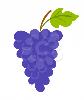 Vineyard with leaf, purple seedless bubo, viticulture element of decoration. Grapes on wooden stick, winemaker industry, grapevine symbol, farming vector