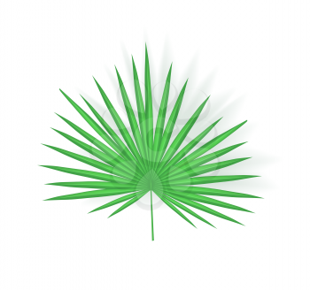 Tropical leaf isolated icon closeup with shade vector. Fan palm exotic plant foliage, chamaerops humilis. Greenery for decoration and summer design