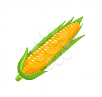 Corn food organic agricultural meal isolated icon vector. Maize with leaves and seeds, uncooked product harvesting ingredient. Sweet natural vegetable
