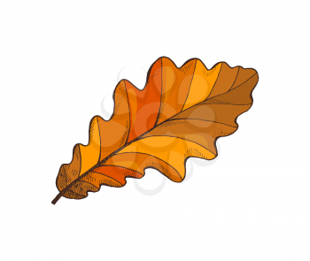 Oak or acorn tree leaf leaf autumn season symbol, isolated icon, nature botanical element vector. Frondage and foliage wavy dry fallen leaves sign