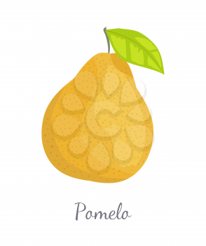 Pomelo exotic fruit vector illustration isolated. Tropical food, similar in appearance to grapefruit or pear, dieting vegetarian citrus with leaf
