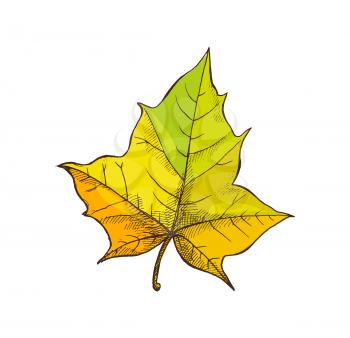 Maple leaf shaped foliage with lines, isolated icon vector. Symbol of autumn and autumnal season. Realistic frondage fallen from tree, botanical item