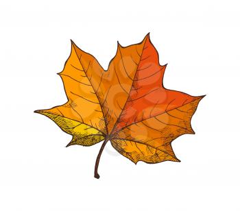 Maple leaf, autumn season and period, icon vector. Star shaped foliage and frondage, natural object falling from tree and became dry, defoliation