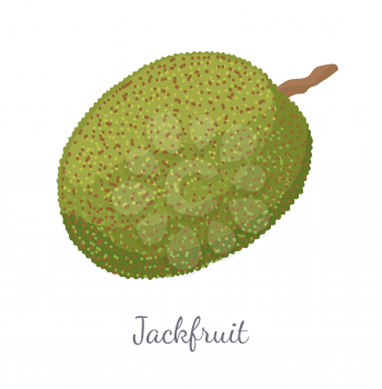 Jackfruit exotic juicy stone fruit vector isolated. Jack tree, fenne, jakfruit or jak. Fig, mulberry, and breadfruit in India. Tropical edible food