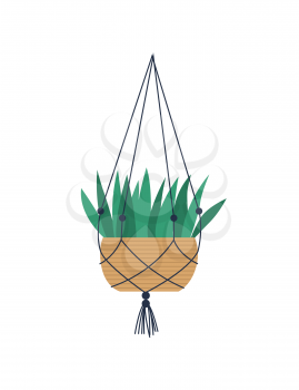 House plant with long leaves vector, isolated houseplant flat style. Hanging pot held by threads, flora placed in vase, natural decoration for home decor