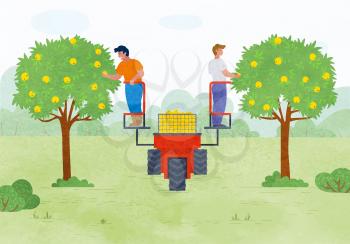 Farmers working in garden vector, man picking apples standing on lifting machine with box for production. Farmers by trees, yard with greenery lawn. Special harvest platform for picking apples. Flat cartoon