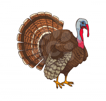 Bird turkey symbol of Thanksgiving day isolated icon vector. Poultry domestic animal with feathers. Celebration of holiday and uncooked meat sign