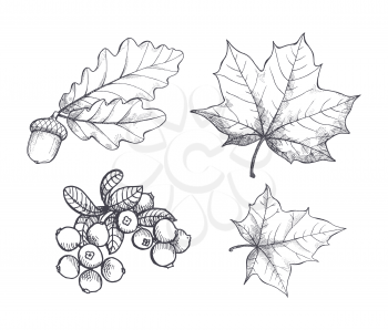 Maple leaf and autumnal acorn hanging on foliage branch monochrome sketches outline set vector. Cranberry berry harvested in autumn period defoliation