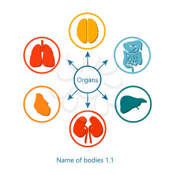 Name of bodies and organs, poster with circles and icons of brain and heart, liver and kidneys, arrows and pointers, isolated on vector illustration