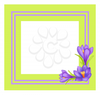 Decorative frame for photo or text with spring flowers pasque purple flower with yellow center vector illustration. Spring blossom of crocus plant