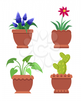 Knights-star and muscari, cactus and aglaonema, room plants, flower flourishing, room plants set vector illustration isolated on white background