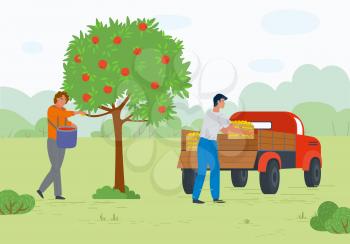 Man and woman harvesting apples, full containers, transportation fruit. People in orchard, gardener and automobile, green tree, countryside vector. Picking apple concept. Flat cartoon