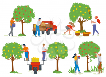 People harvesting apples from trees, agricultural work. Man and woman characters gardening, fruit in basket, gardener and rustic food, countryside vector. Picking apple concept. Flat cartoon
