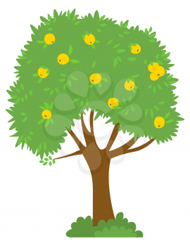 Harvesting season vector, isolated apple tree with yellow fruits. Foliage on branches, bushes on ground, summer or autumn. Natural production garden. Picking apples concept. Flat cartoon