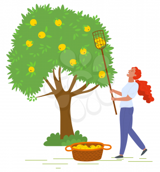 Woman character holding stick and picking apple from green tree. Ripe fruit on wood, woman in orchard, harvesting object, gardener with basket vector. Picking apples concept. Flat cartoon