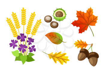 Autumn floral elements and chestnut isolated icons set vector. Maple leaves foliage, acorn and flouring bloom, ears of wheat organic autumnal items