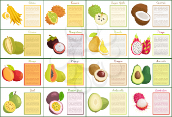 Citron kiwano and coconut, sugar apple tropical fruit set of posters with text sample. Avocado and mango, rambutan and passion, mangosteen fruit vector