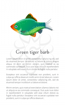 Green tiger barb isolated on white. Freshwater aquarium fish silhouette hand drawn graphic icon on blank background cartoon style vector illustration