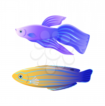 Blue striped tamarin wrasse and betta fish marine creature specie. Domestic aquarium inhabitant flat color illustration for poster or fishery journal.
