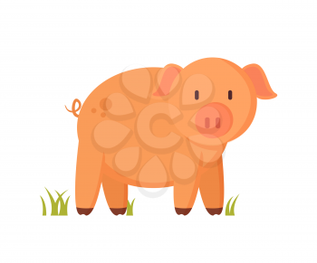 Pinkish pig or piglet standing on grass colorful vector illustration. Farm animal character in cartoon style on white background pictorial poster.