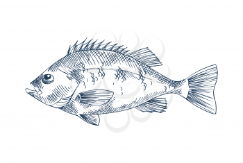 Bass fish seafood vector monochrome illustration. Hand drawn decorative vintage icon of sea animal isolated on white restaurant menu template sketch