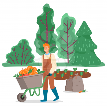 Man with wheelbarrow transporting harvested pumpkins from field or plantation. Seasonal work for farmers. Working male wearing apron pushing trolley. Person on farm, vector in flat style illustration