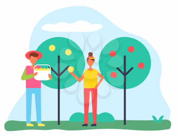 Characters picking apples in garden, man and woman gardening together. Male holding basket and female filling container with harvested fruits. Ripe and sweet goods of farmers, vector in flat