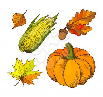 Pumpkin and acorns autumn season isolated icons set vector. Leaves and foliage, maple botanical dry flora fallen from tree. Fresh vegetable harvesting