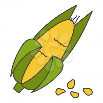 Corn cob in husk flat style vector icon isolated on white background. Important agricultural plant for food industry. Ripe maize seeds cartoon illustration for applications, logos or web design