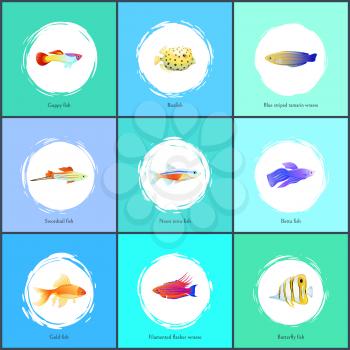 Boxfish and blue striped tamarin wrasse posters set. Gold fish and guppy, neon tetra butterfly species. Fauna diversity of sea vector illustration