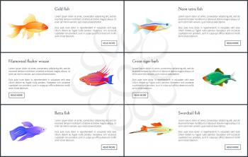 Exotic marine animals with shine fins and skins, isolated vector illustrations of gold betta, neon tetra and swordtail fishes, tiger barb and wrasse