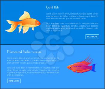 Goldfish and filamented flasher wrasse posters set. Fish of great importance. Tropic and exotic fauna, species of marine life vector illustration