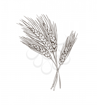 Wheat barley beer basic ingredients monochrome sketch outline. Hand drawn plant essential in the production of alcoholic beverage vector illustration
