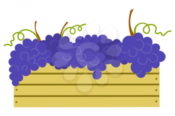Wooden container with ripe purple grapes isolated icon. Vector vineyard fruits, seedless bubo, viticulture element. Winemaker industry, grapevine symbol, farming vector