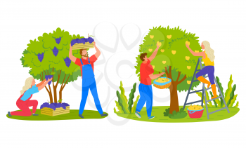 Farmers man and woman picking fruits, grapes in case, apples in basket. Harvesting products, people farming, female on stairs, green tree and bush vector