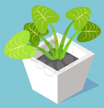 House plant in pot, evergreen leaves and potted flower isolated on blue. Vector 3D illustration of home growing houseplant in white vase flat style design