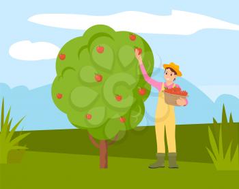 Farmer man gathering apples from tree into basket, cartoon person. Vector guy in straw hat works on farm, green grass and healthy organic fruits