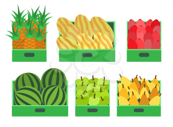 Watermelon and melon, pineapple and apple set of fruits placed in containers vector. Pears and beetroots in boxes for selling. Organic food and meal