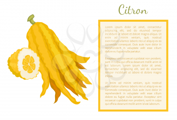 Citron exotic juicy large fragrant citrus fruit whole and cut vector poster frame for text. Tropical edible food, dieting veggies full of vitamins