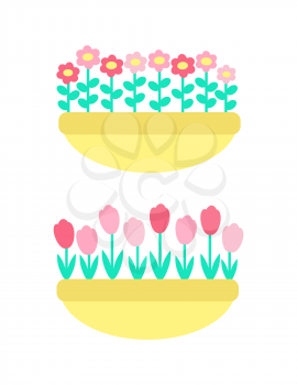 Daisies and marguerites, tulips springtime flowers grown in clay pot or flower-bed vector isolated plants. Colorful floral elements, pink and red botanical blossoms