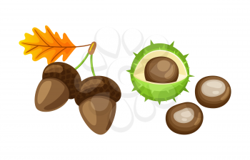 Leaf with pair of acorns and chestnut isolated icons set vector. Foliage of autumnal color, dry frondage, and defoliation. Kernel and peel with spikes