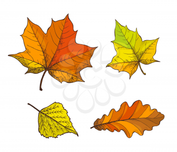 Fall fallen autumnal leaves isolated icons set vector. Maple foliage, oak leafage, autumn season symbols. Withered flora of trees, deciduous items