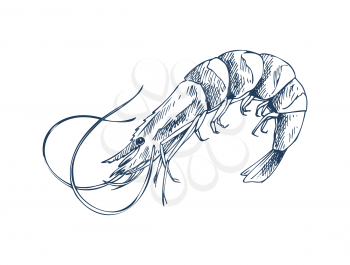 Small aquatic crustacean shrimp monochrome depiction. Edible marine product sketch style icon isolated on white for seafood restaurant promo poster.